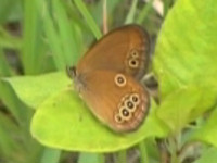 20100605oedippus.jpg