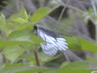 v0405101.jpg