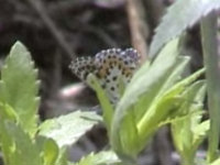 v0405111.jpg