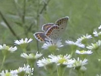 v0407107.jpg