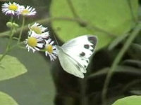 v0407108.jpg
