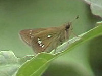 v0407111.jpg