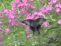 v0407114.jpg