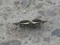 v0407118.jpg