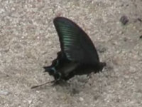 v0407205.jpg