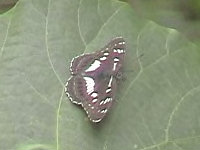 v0407207.jpg
