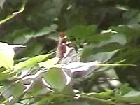 v0507217.jpg