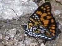 v0507225.jpg