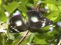 v0507306.jpg