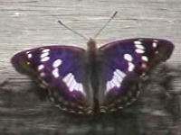 v0507311.jpg