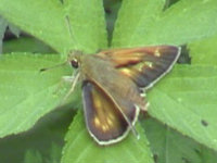 v0606302.jpg