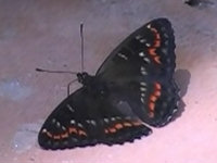 v9071102.jpg